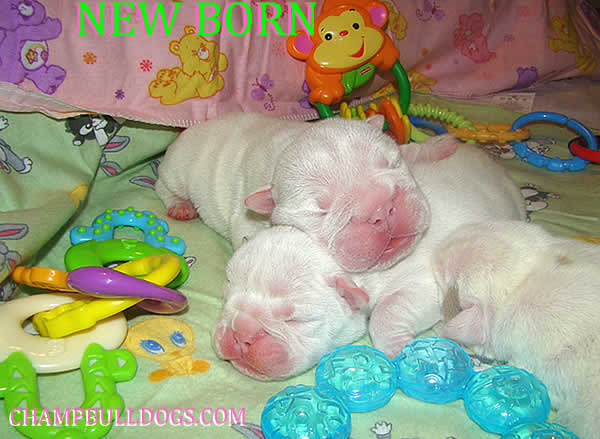 new born English bulldog puppies